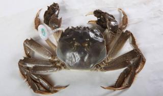 如何保存一次性吃不完的大闸蟹 大闸蟹保存方法